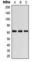 COASY antibody