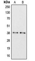 APOL6 antibody