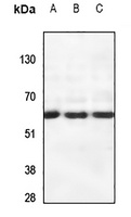 CSRNP2 antibody