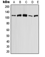 SLC4A9 antibody