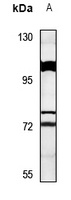 SYT16 antibody