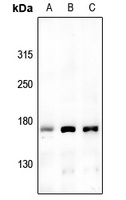 Anti-USP42 Antibody