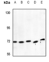 RAB11FIP4 antibody