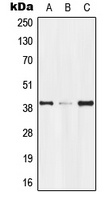 GPR174 antibody