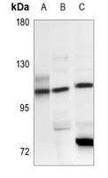 Anti-CARD6 Antibody