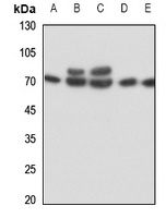 Anti-IL-17RC Antibody