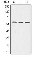 LRP11 antibody