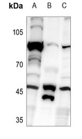 Anti-RELT Antibody