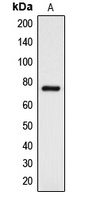 Anti-DCLK3 Antibody