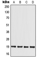 MED30 antibody
