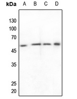 Anti-ZNF682 Antibody