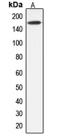 ABCC12 antibody