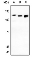 TUBGCP5 antibody
