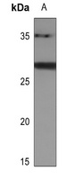 BATF2 antibody