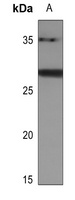 Anti-BATF2 Antibody