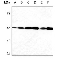 CASP12 antibody