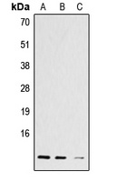 Anti-Histone H4 (Acetyl-K12) Antibody