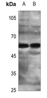 ZNF280A Rabbit Polyclonal Antibody