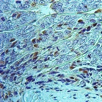 ZNF280A Rabbit Polyclonal Antibody