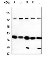 CD200R1 antibody