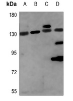 NCOA7 antibody