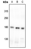 MYO3B antibody