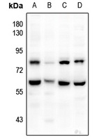 SIRPA antibody