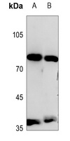 PIK3R6 antibody