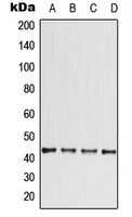 Anti-CCBE1 Antibody