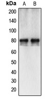 CAPN12 antibody