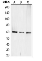 TCEB3C antibody