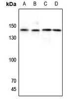 Anti-GPR125 Antibody