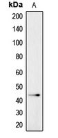 Anti-CADM4 Antibody