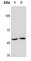 SLC16A13 antibody