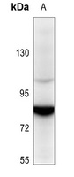 Anti-SENP5 Antibody