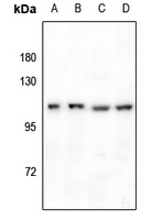 Anti-GPR110 Antibody