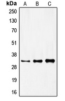 FOXR1 antibody