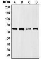 Anti-HKR1 Antibody