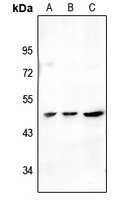 STAC2 antibody
