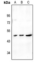 Anti-STAC2 Antibody