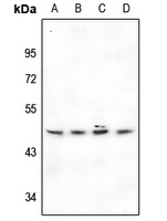 Anti-BMP8A Antibody