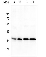 NANOGP8 antibody