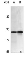SLC6A17 antibody