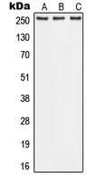 ABCA1 antibody