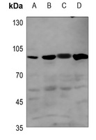 BMPR2 antibody