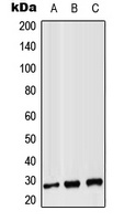 Anti-CD8b Antibody