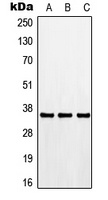 Anti-CDK3 Antibody