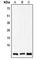 Anti-COX8A Antibody