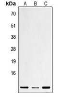 Anti-Defensin beta 1 Antibody