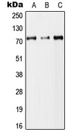 DYNC1I2 antibody